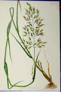 Original Old Antique Print Festuca Heterophylla Grass Roots C1900 Colour 20th