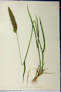 Original Old Antique Print C1900 Anthoxanthum Odoratum Grass Roots Colour 20th