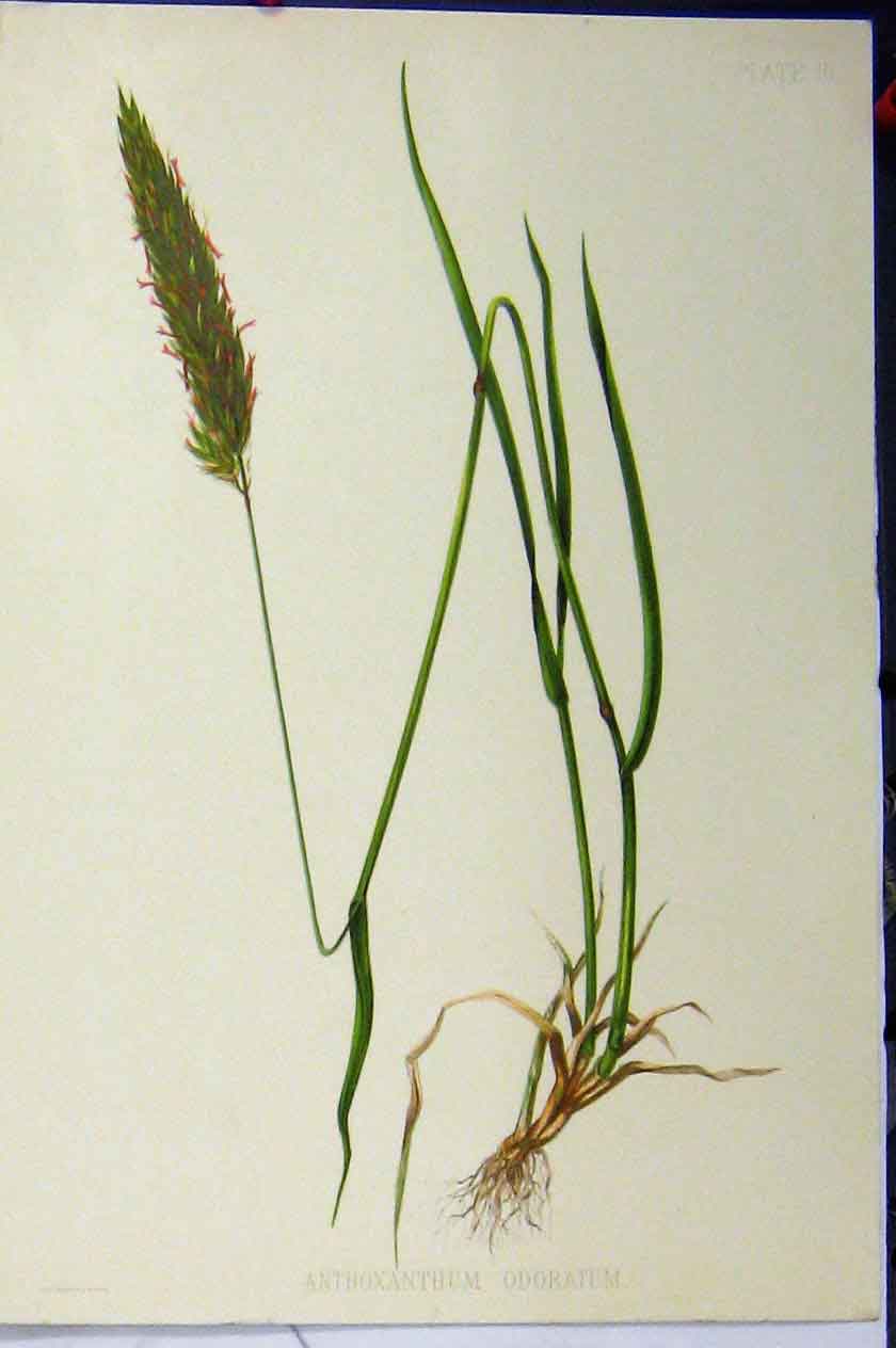 Original Old Antique Print C1900 Anthoxanthum Odoratum Grass Roots Colour 20th
