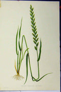 Original Old Antique Print Lolium Perenne Suttoni C1900 Grass Roots Colour 20th