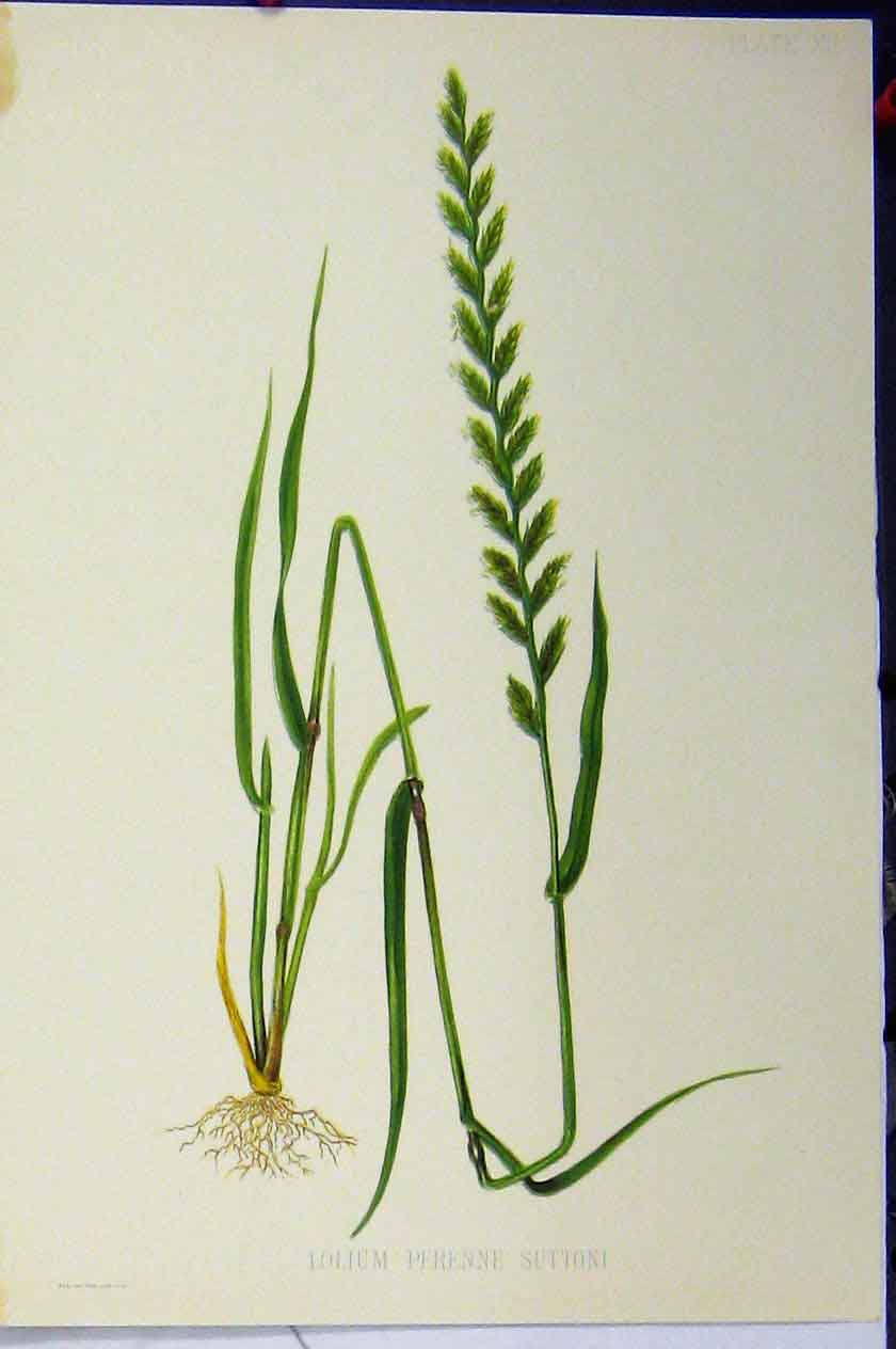 Original Old Antique Print Lolium Perenne Suttoni C1900 Grass Roots Colour 20th