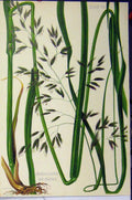 Original Old Antique Print C1900 Festuca Elatior Var. Fertilis Grass Colour