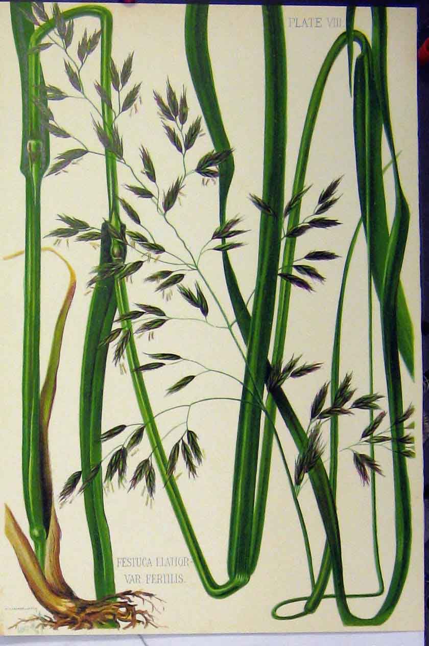 Original Old Antique Print C1900 Festuca Elatior Var. Fertilis Grass Colour