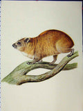 Original Old Vintage Print Dhole Brown 1977 Larousse Animal Portrait Colour