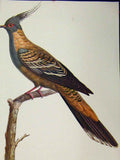 Original Old Vintage Print Crested Pigeon Bird 1977 Larousse Animal Portrait