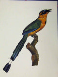 Old Vintage Print Blue-Diademed Motmot Bird 1977 Larousse Animal Portrait 20th