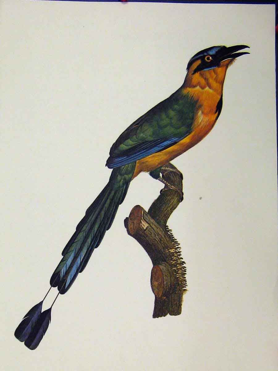 Old Vintage Print Blue-Diademed Motmot Bird 1977 Larousse Animal Portrait 20th