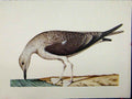 Old Vintage Print Brown White Bird 1977 Colour Larousse Animal Portrait 20th