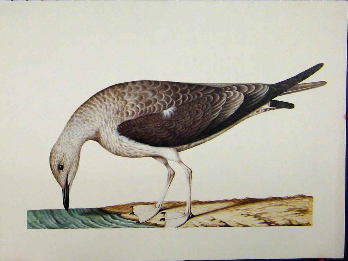 Old Vintage Print Brown White Bird 1977 Colour Larousse Animal Portrait 20th
