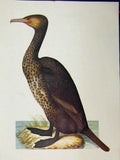 Original Old Vintage Print Larousse Animal 1977 Brown Long Necked Bird 20th