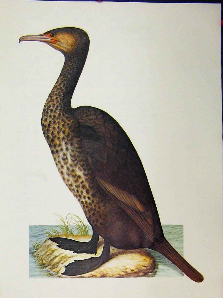 Original Old Vintage Print Larousse Animal 1977 Brown Long Necked Bird 20th