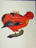 Original Old Vintage Print Gen Cock Rock Bird 1977 Larousse Animal Portraits