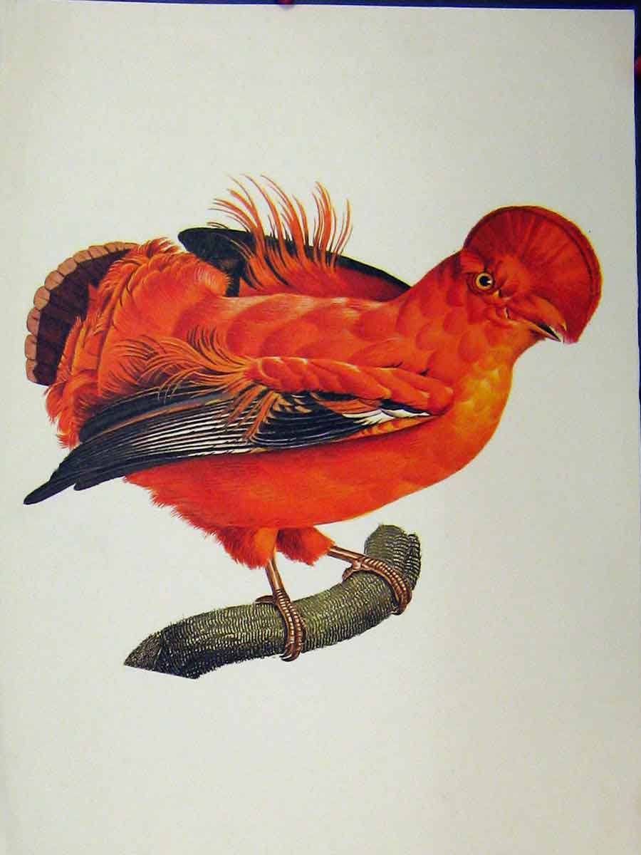 Original Old Vintage Print Gen Cock Rock Bird 1977 Larousse Animal Portraits