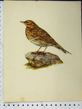 Original Old Vintage Print Larousse Animal Portrait 1977 Brown Speckled Bird