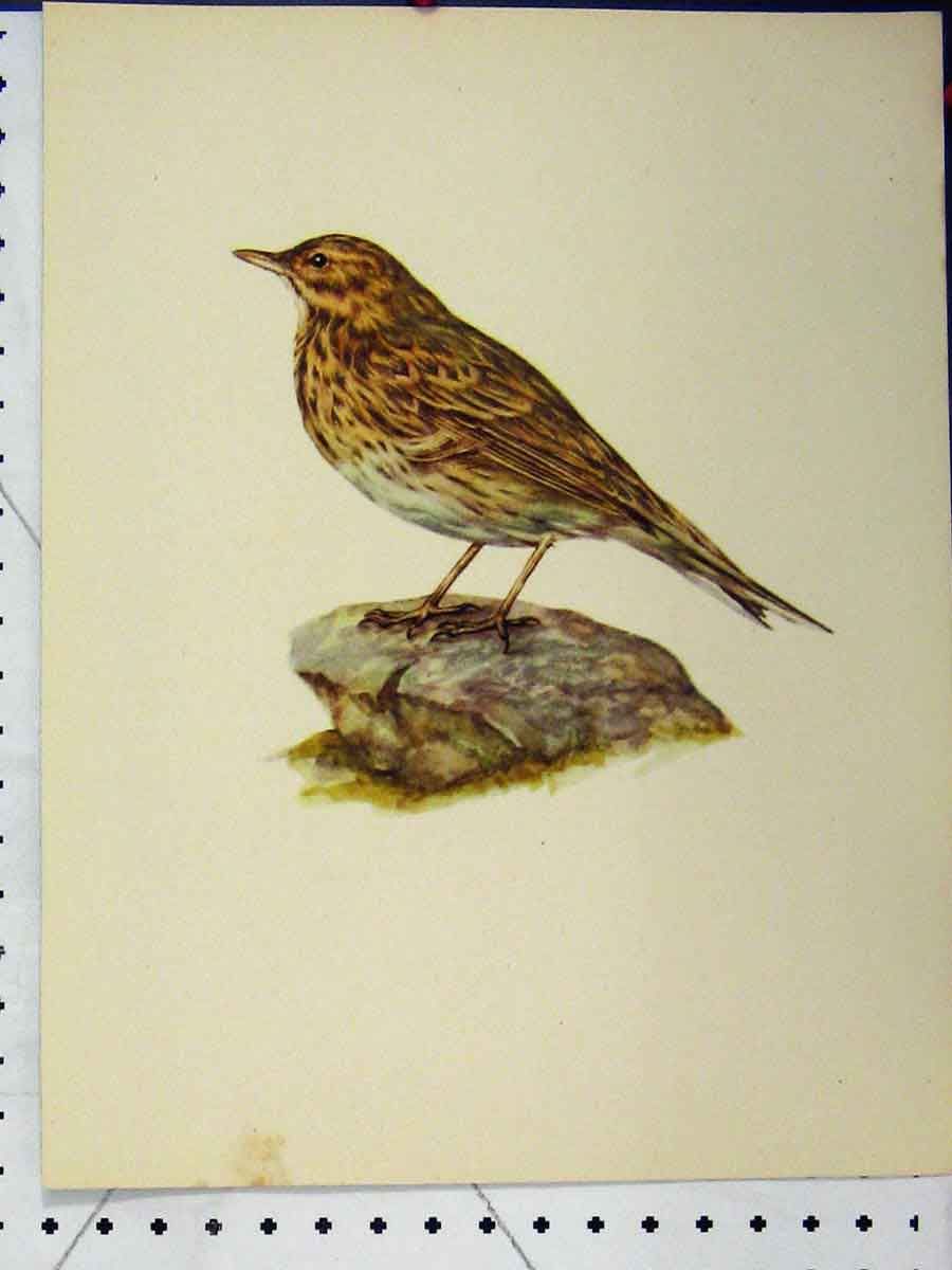 Original Old Vintage Print Larousse Animal Portrait 1977 Brown Speckled Bird