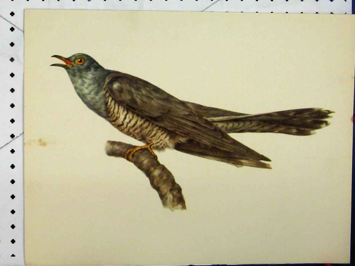 Original Old Vintage Print Larousse Animal Portrait 1977 Grey Blue Bird Colour