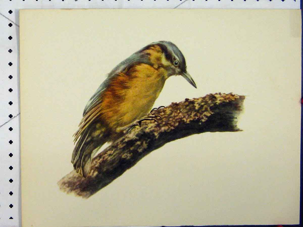 Old Vintage Print Larousse Animal Portrait 1977 Blue Yellow Bird Colour 20th