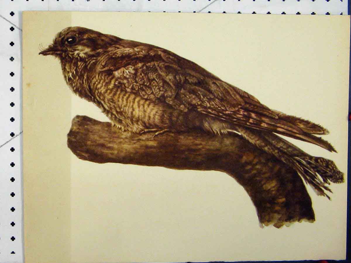 Old Vintage Print Larousse Animal Portrait 1977 Large Brown Bird Colour 20th