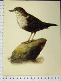 Old Vintage Print 1977 Larousse Animal Portrait Brown White Bird Colour 20th