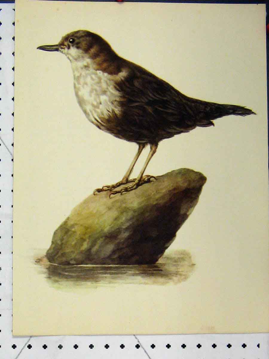 Old Vintage Print 1977 Larousse Animal Portrait Brown White Bird Colour 20th