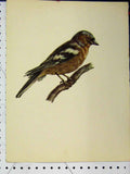 Original Old Vintage Print Brown Grey White Bird 1977 Larousse Animal Portrait