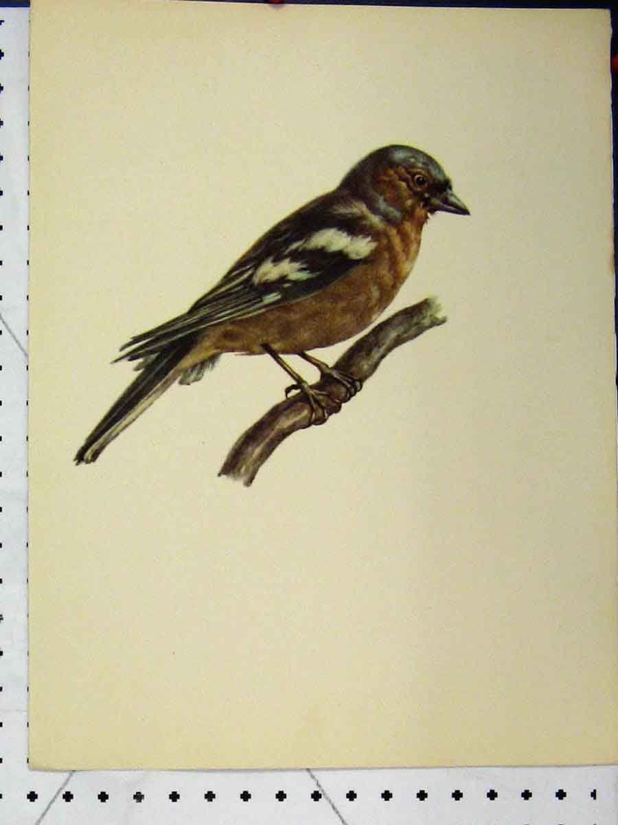 Original Old Vintage Print Brown Grey White Bird 1977 Larousse Animal Portrait