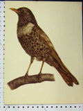 Original Old Vintage Print Brown Wild Bird 1977 Larousse Animal Portrait Colour