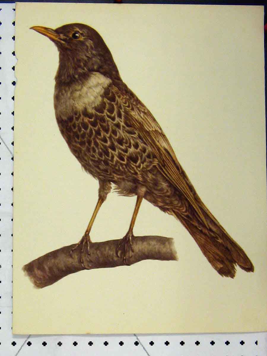 Original Old Vintage Print Brown Wild Bird 1977 Larousse Animal Portrait Colour