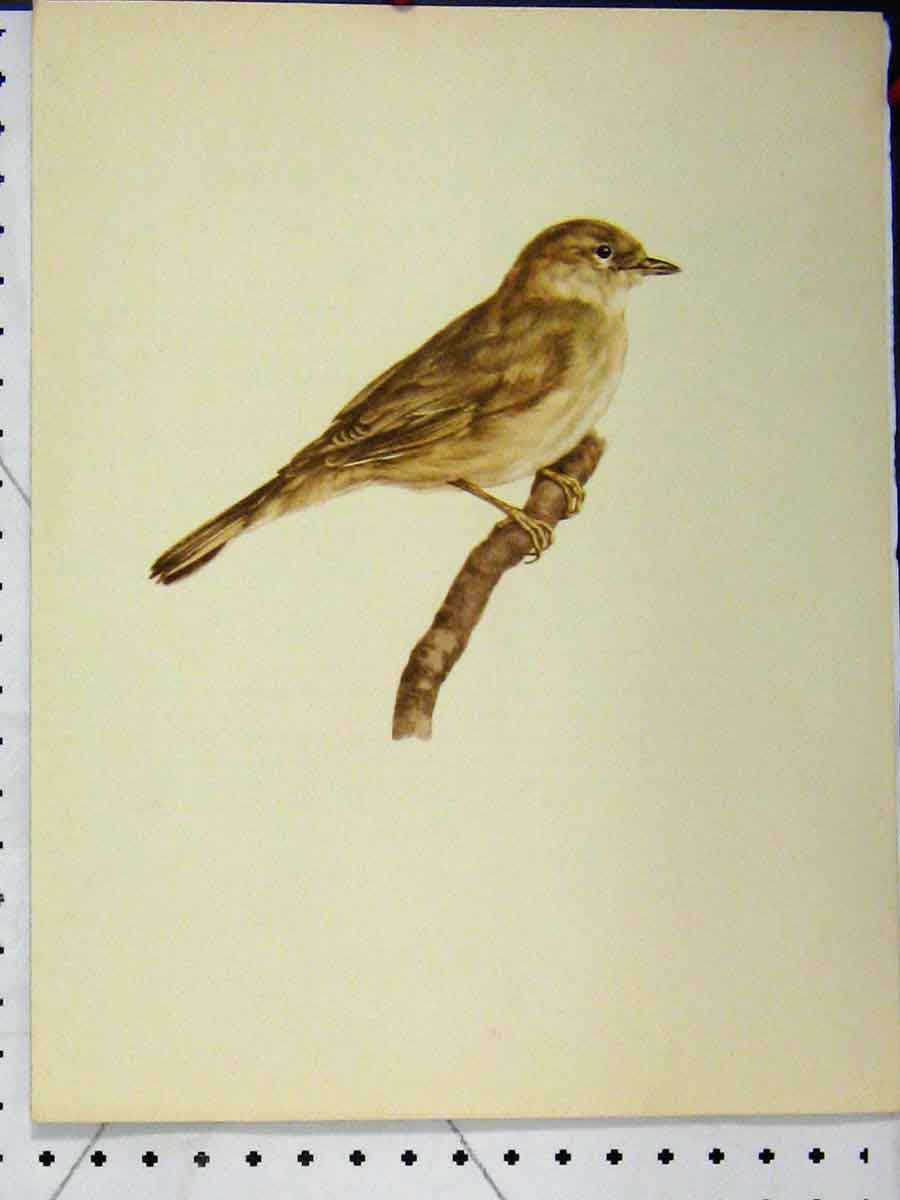 Original Old Vintage Print 1977 Larousse Animal Portrait Small Brown Wild Bird