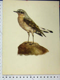 Original Old Vintage Print Wild Bird Grey Brown 1977 Larousse Animal Portrait