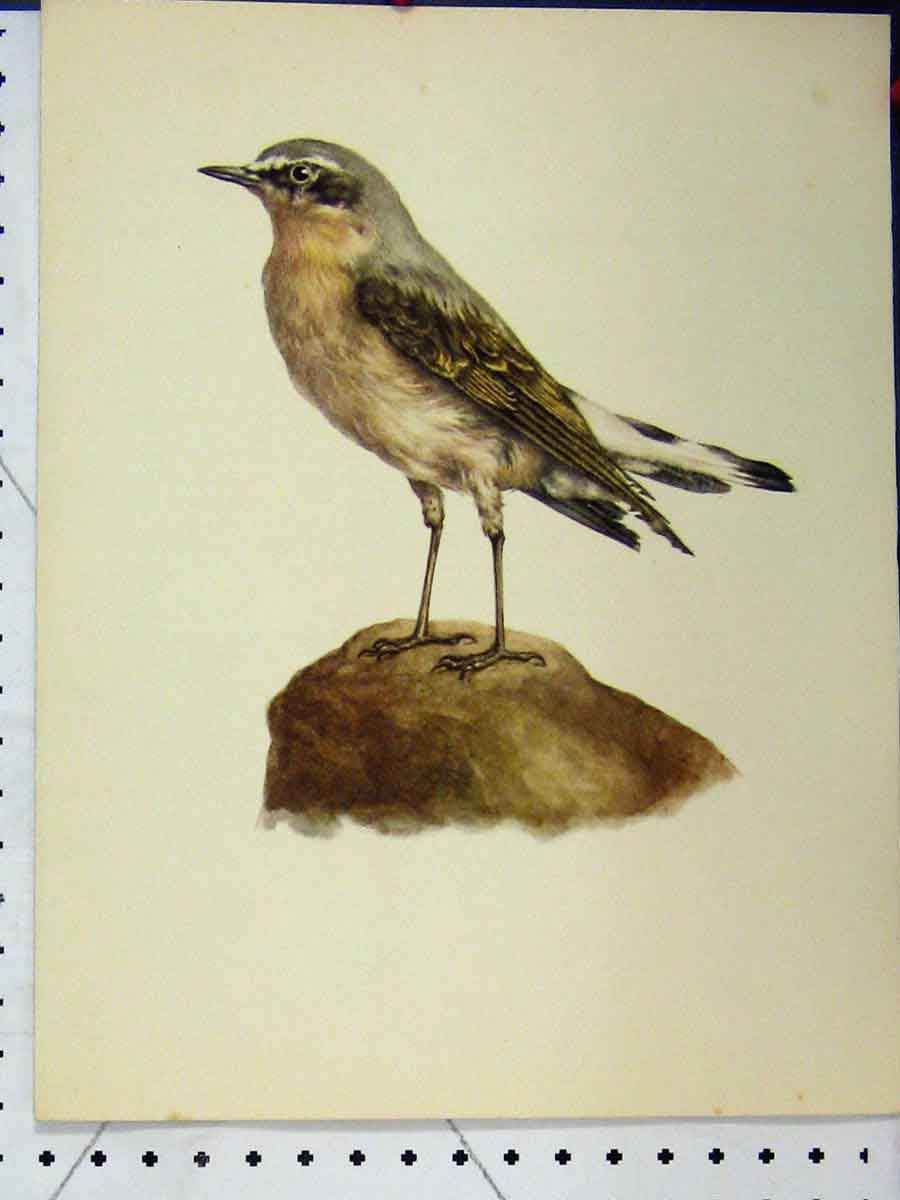 Original Old Vintage Print Wild Bird Grey Brown 1977 Larousse Animal Portrait