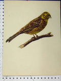 Original Old Vintage Print Brown Yellow Bird 1977 Larousse Animal Portrait 20th
