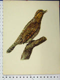 Original Old Vintage Print Starling Bird 1977 Larousse Animal Portrait Colour