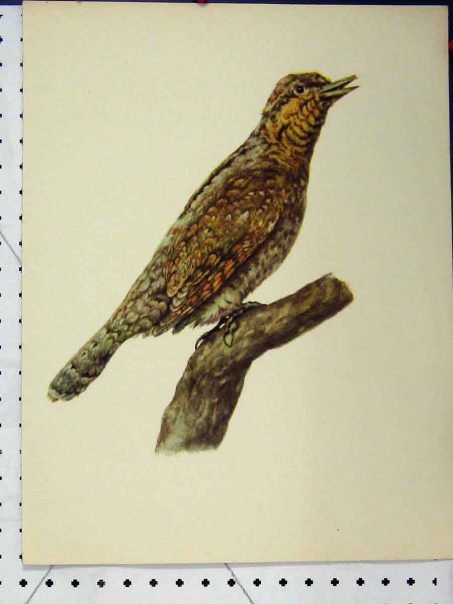 Original Old Vintage Print Starling Bird 1977 Larousse Animal Portrait Colour
