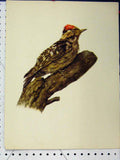 Original Old Vintage Print 1977 Woodpecker Bird Larousse Animal Portrait Colour