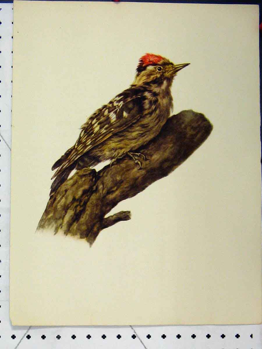 Original Old Vintage Print 1977 Woodpecker Bird Larousse Animal Portrait Colour
