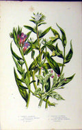 Original Old Antique Print C1880 Anne Pratt Common Gramwell Corn Creeping Plant