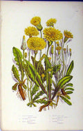 Old Antique Print Rough Hawkbit Hairy Thrincia Cats Ear C1880 Anne Pratt 19th