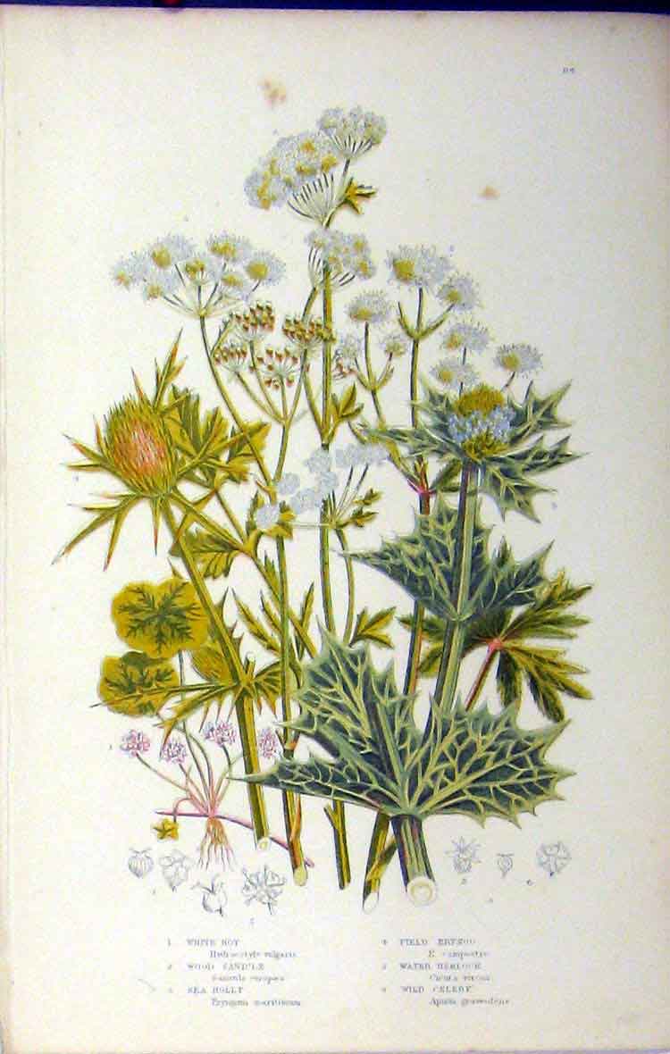 Original Old Antique Print Anne Pratt C1880 White Rot Holly Hemlock Botanical