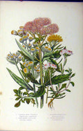 Original Old Antique Print C1880 Anne Pratt Grasses Agrimony Gilocks Pearly