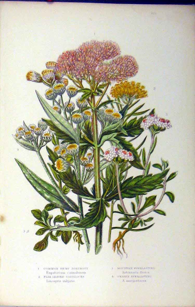Original Old Antique Print C1880 Anne Pratt Grasses Agrimony Gilocks Pearly