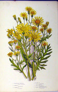 Original Old Antique Print C1880 Anne Pratt Inelegant Ragwort Groundsel Grasses