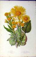 Old Antique Print Marsh Flea Wort Leopards Bane Plantain C1880 Anne Pratt 19th