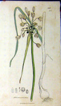 Original Old Antique Print 1806 Sowerby Botanical Plant Allium Carinatum Plant