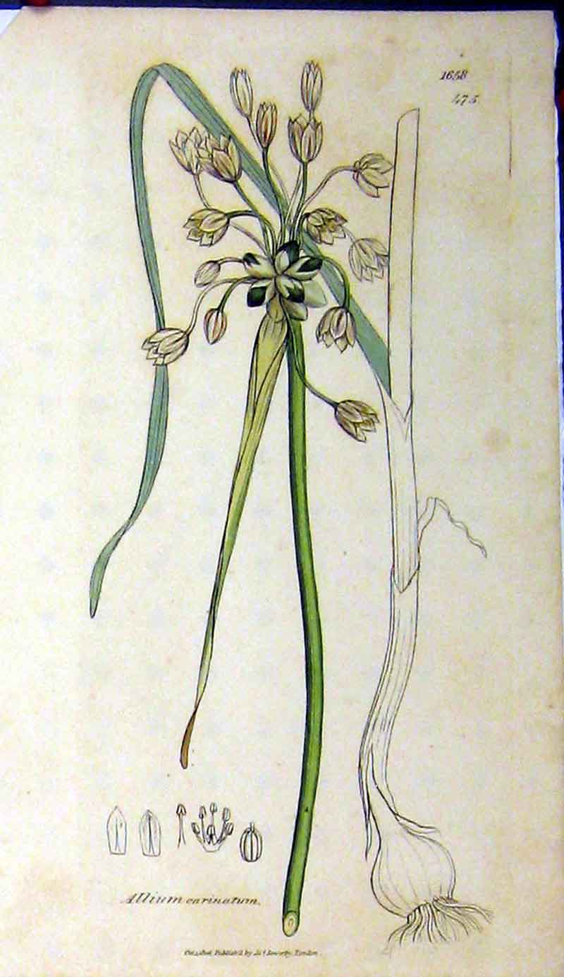 Original Old Antique Print 1806 Sowerby Botanical Plant Allium Carinatum Plant