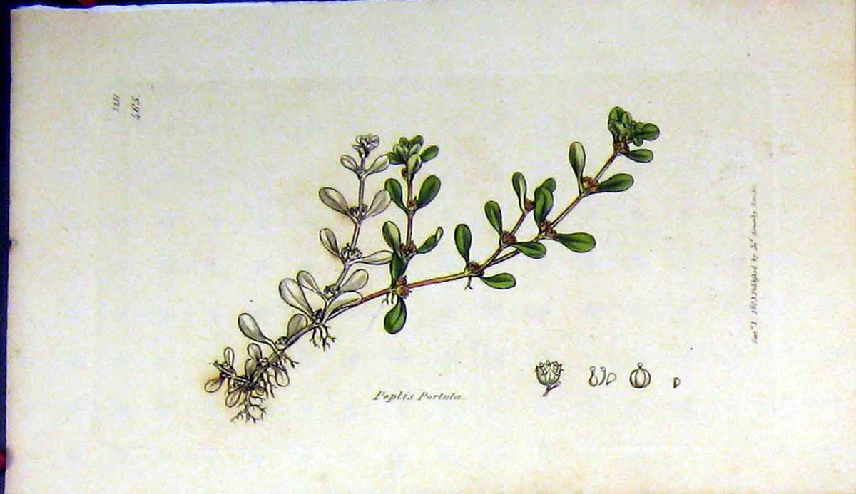 Original Old Antique Print Sowerby Botanical 1803 Peplis Portula Plant 19th