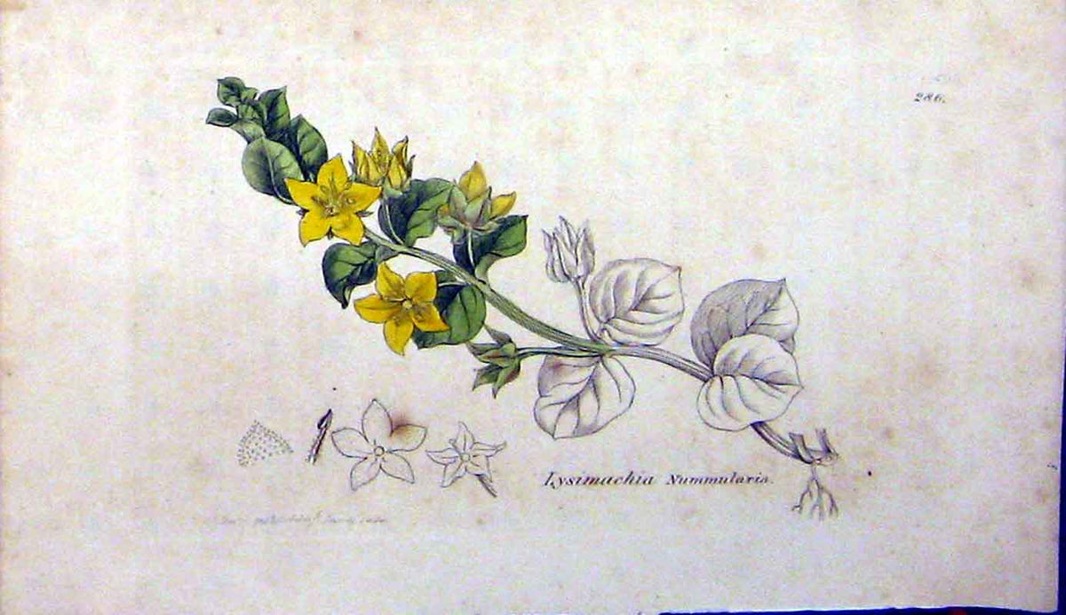 Original Old Antique Print Sowerby Botanical 1798 Lysimachia Nummularia 18th