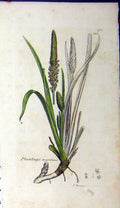 Original Old Antique Print 1796 Sowerby Botanical Plantago Maritima Plant 18th