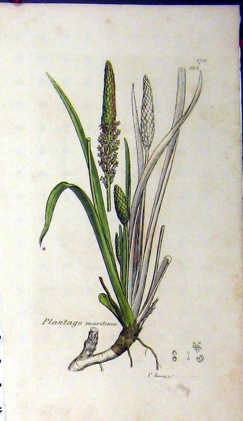 Original Old Antique Print 1796 Sowerby Botanical Plantago Maritima Plant 18th