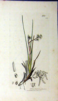 Original Old Antique Print 1807 Scheuchzeria Palustris Plant Sowerby Botanical